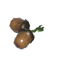 橡果