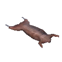 熟兔肉