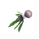 芜菁